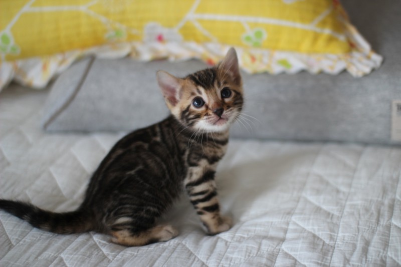 브라운 뱅갈고양이 자매 분양해요~ 관련 이미지 1