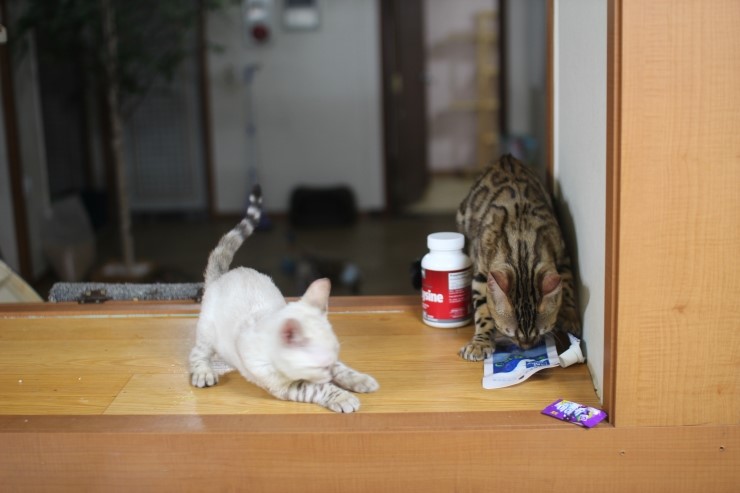 뱅갈고양이,뱅갈고양이분양,식탐쟁이 스노우뱅갈고양이 초아~~~ 관련 이미지 6