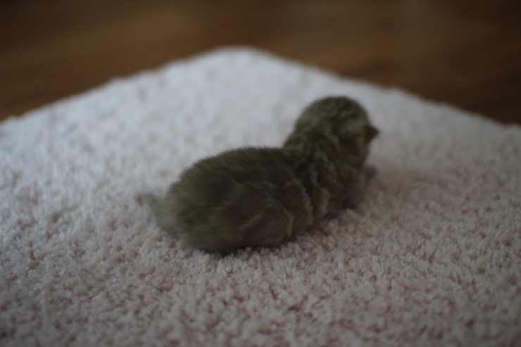 실밍크뱅갈고양이 꼬물이들 남매에요 관련 이미지 11