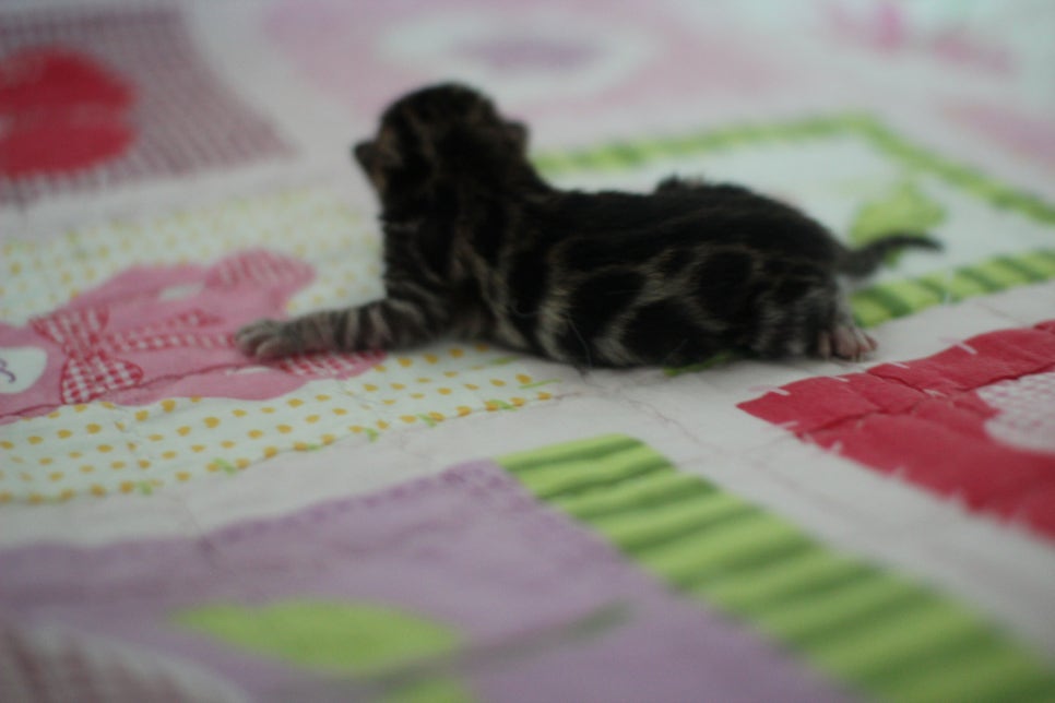 빅클라우드 로젯 브라운 뱅갈고양이 삼형제 입니다~ 관련 이미지 6