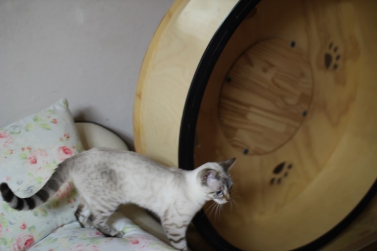 실링스 스노우뱅갈고양이 꼴통들 입니다 ㅎㅎ 관련 이미지 5