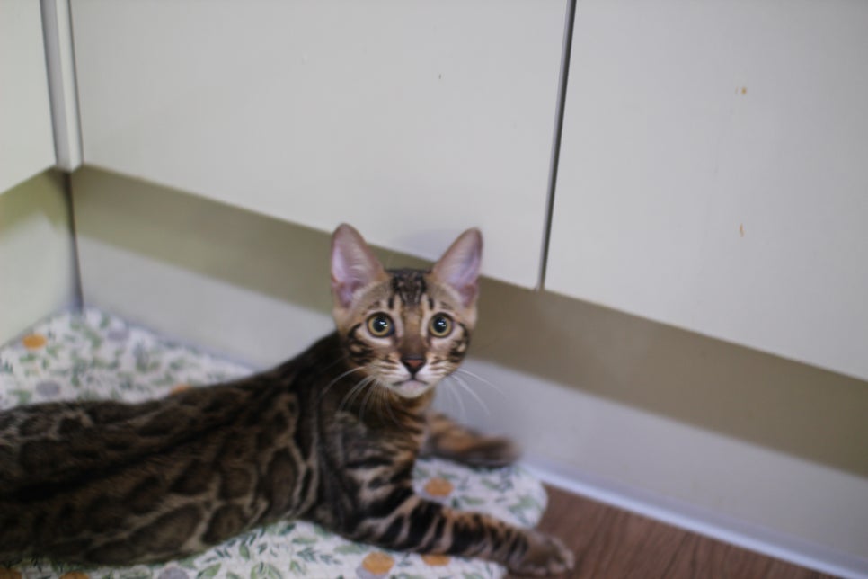 개냥이 뱅갈고양이들 분양합니다~ 관련 이미지 1