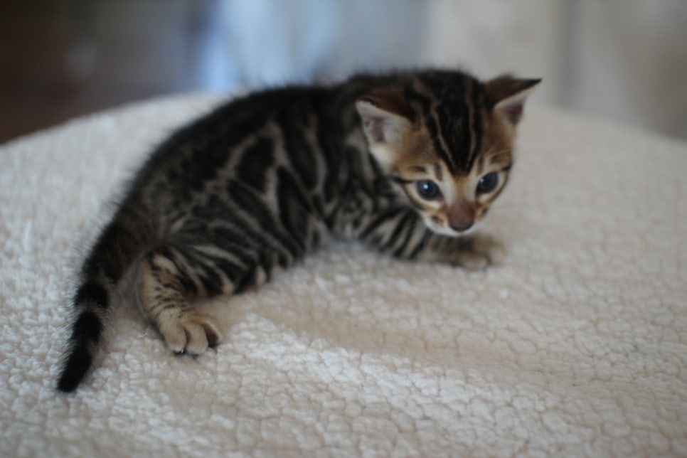 어메이징 브라운 뱅갈고양이 남아3~ 관련 이미지 1