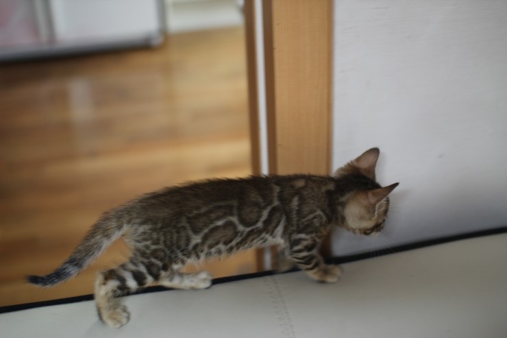 크라우드 로젯 뱅갈고양이 크순이 ㅎㅎ 관련 이미지 2