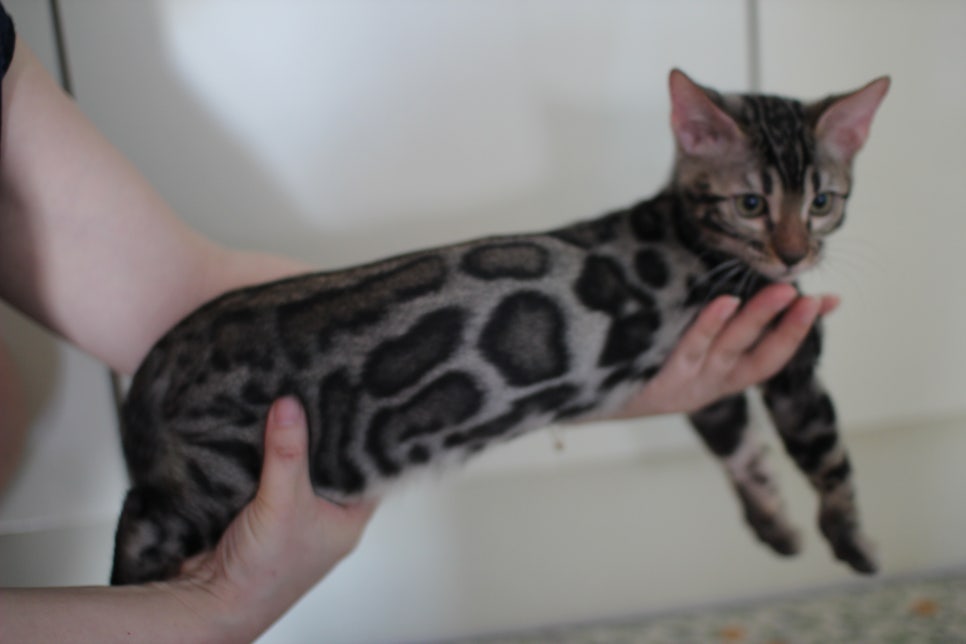 브라운 뱅갈고양이 분양중인 남아,여아 오늘 모습 입니다~ 관련 이미지 10