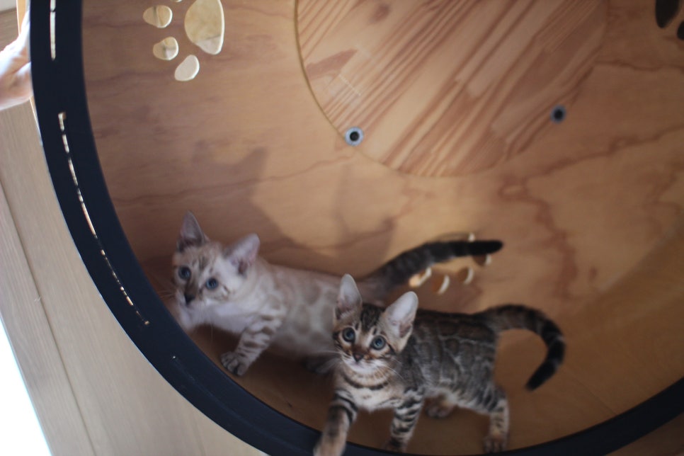 브라운,스노우 뱅갈고양이 여아들 분양해요~ 관련 이미지 15