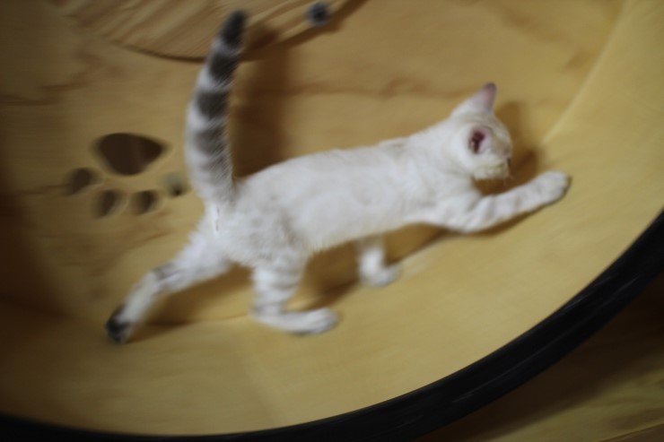 스노우뱅갈고양이 키퍼 여아들 캣휠 선수 됬어요~ 관련 이미지 2