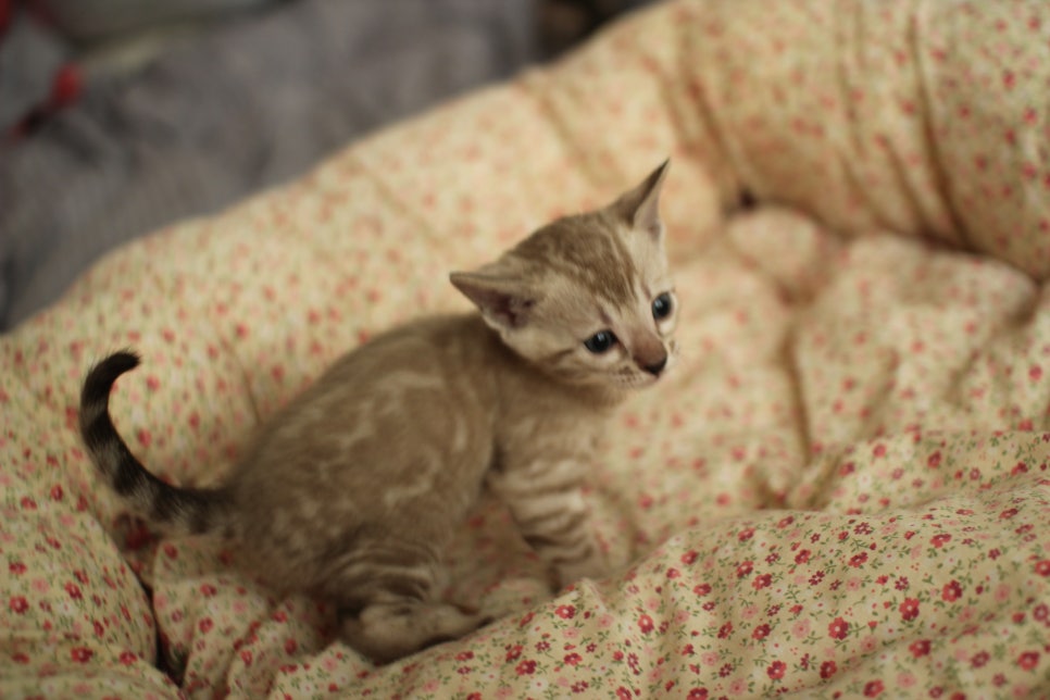 브라운,스노우뱅갈고양이 꼬맹이들 분양합니다~ 관련 이미지 13