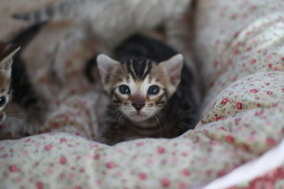 뱅갈고양이 꼬맹이들 사진전 ㅎㅎ 관련 이미지 1