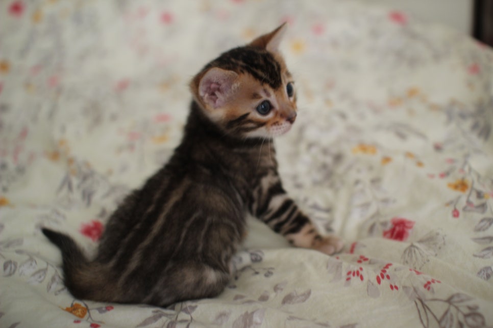 뱅갈고양이 꼬맹이 하루하루 쑥쑥 멋지게 성장중~ 관련 이미지 10