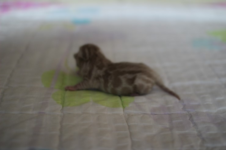 실밍크 뱅갈고양이 꼬맹이 남아 입니다~ 관련 이미지 1