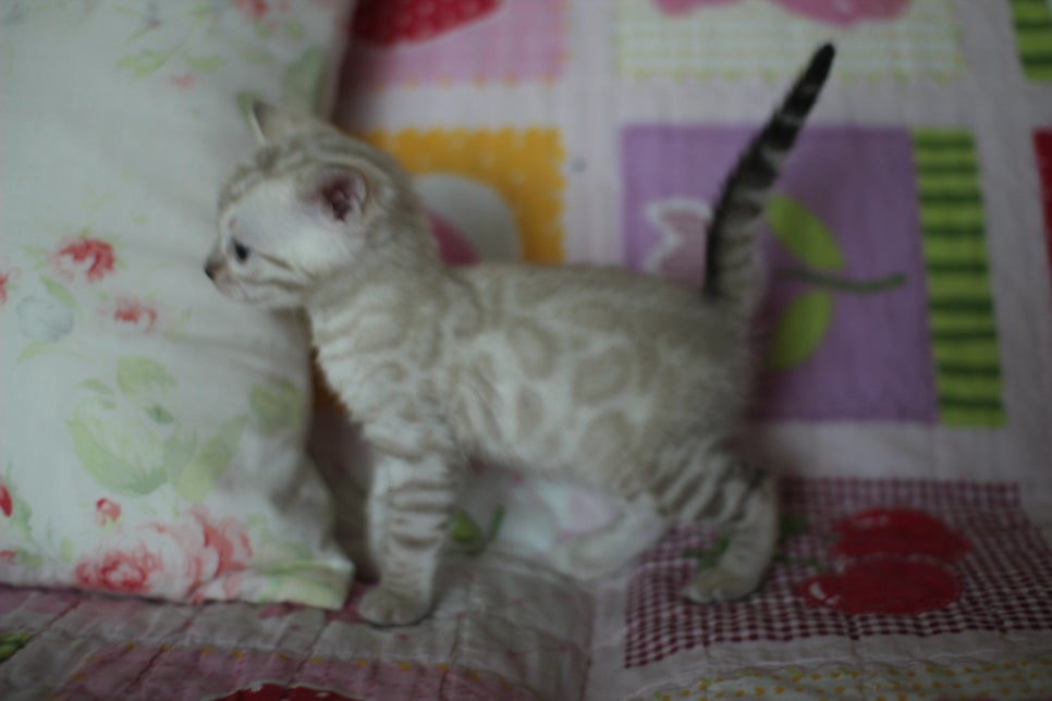 앙증,깜찍 스노우 뱅갈고양이 꼬맹이들~~ 관련 이미지 16