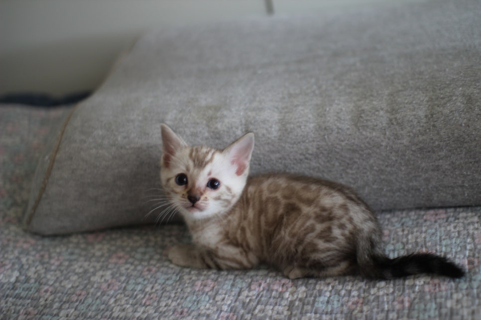 스노우뱅갈고양이 남아 분양해요~ 관련 이미지 4