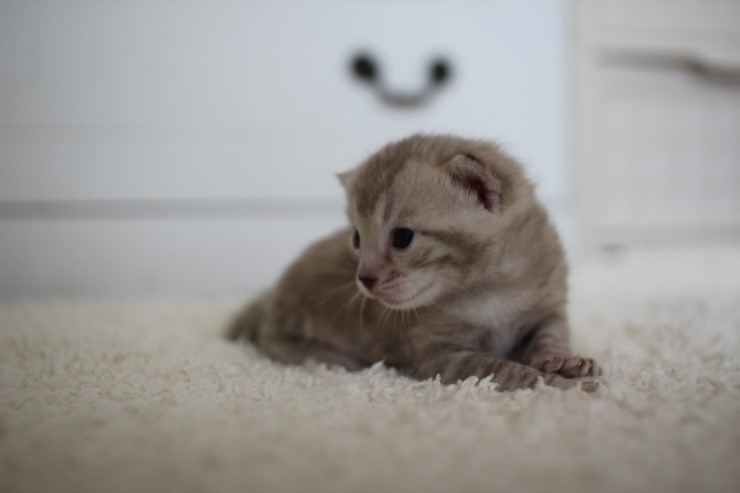 실밍크뱅갈고양이 곰돌이 남아예요 관련 이미지 4