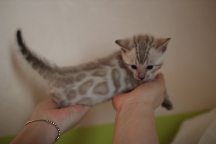 뱅갈고양이 분양 그냥 지나칠수 없을걸? 관련 이미지 32