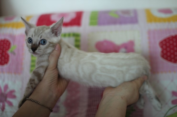 소유뱅갈고양이 캐터리 스노우 키퍼 여아 두아이예요~ 관련 이미지 10