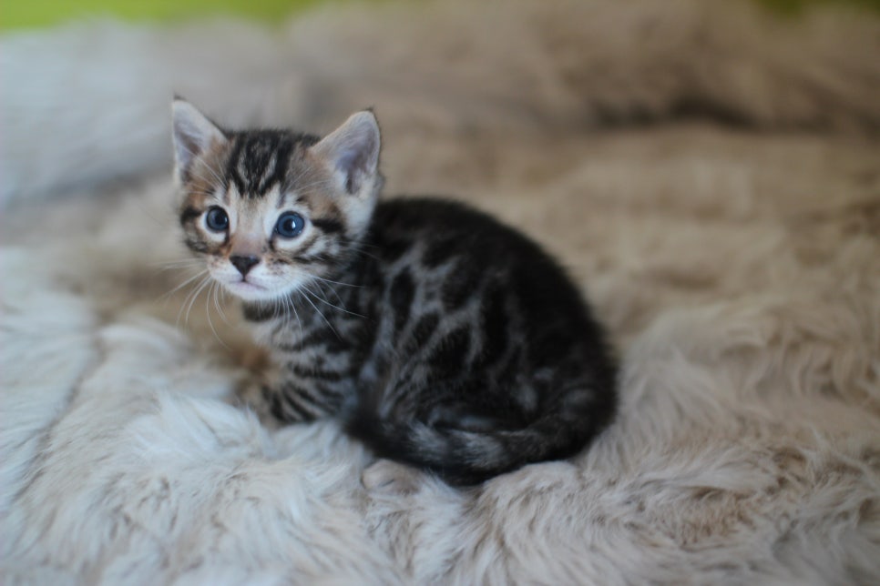 뱅갈고양이 분양 부티가 흘러요 흘러~ 관련 이미지 31