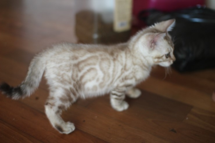 실밍크 뱅갈고양이 남아예요~ 관련 이미지 11