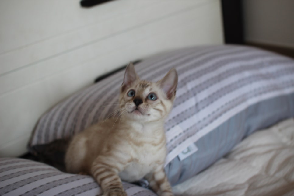 스노우뱅갈고양이 남아 재롱잔치 ㅎㅎ 관련 이미지 4