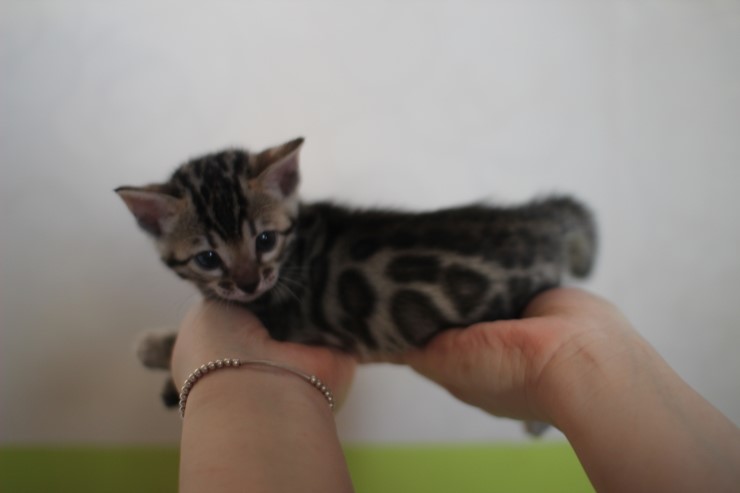 뱅갈고양이 분양 그냥 지나칠수 없을걸? 관련 이미지 8