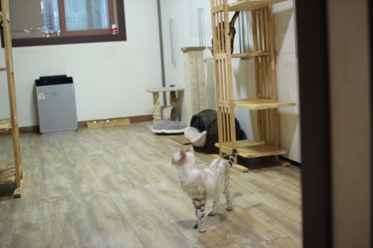 눈꽃같은 스노우 뱅갈고양이 초아^^ 관련 이미지 4