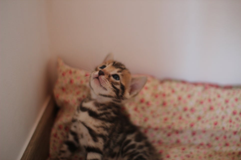 뱅갈고양이 꼬맹이들 나왔어요~ 관련 이미지 10