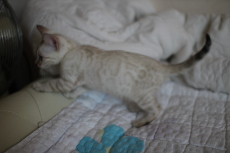 스노우 뱅갈고양이 남아 분양해요~ 관련 이미지 8