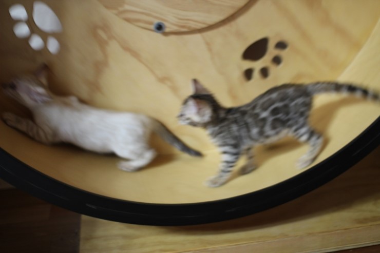 뱅갈고양이 캣휠 선수들 입장이요~ 관련 이미지 6