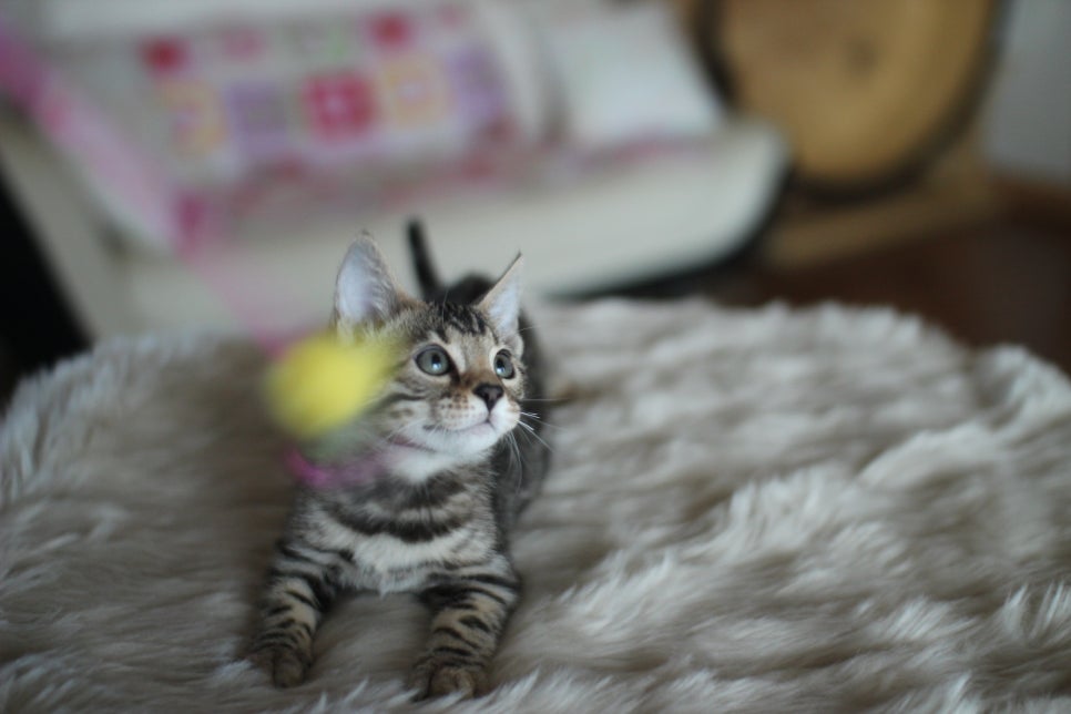 뱅갈고양이분양 멋진 빅로젯 아이들~ 관련 이미지 30