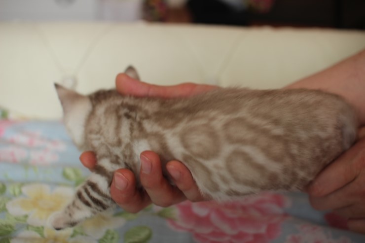 실밍크 뱅갈고양이 남아 많이 컸습니다~ 관련 이미지 9