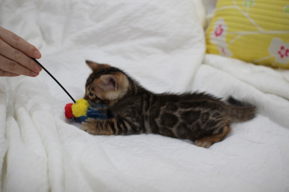 순둥이 개냥이 뱅갈고양이 남아5 분양해요~ 관련 이미지 8