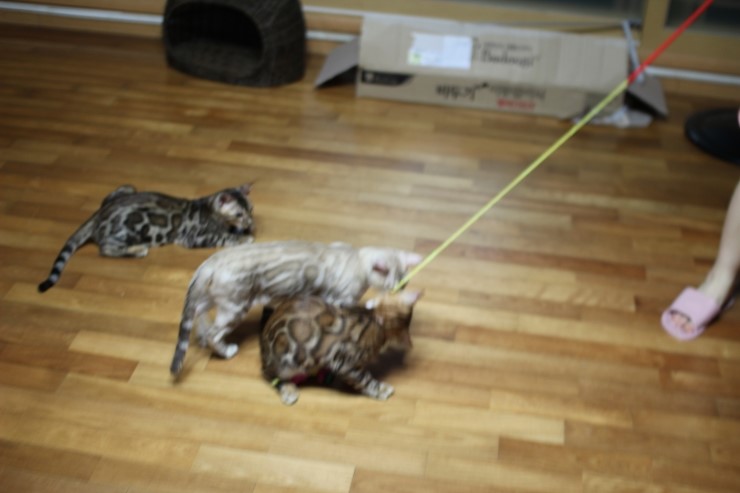 뱅갈고양이 아이들 신나게 노는 아이들~ 관련 이미지 12