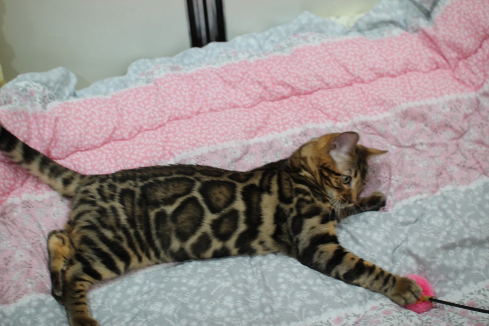 성격 좋고 건강미 넘치는 뱅갈고양이 남아 분양해요~ 관련 이미지 3