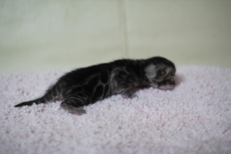 뱅갈고양이 실버랑 브라운 꼬물이 관련 이미지 5