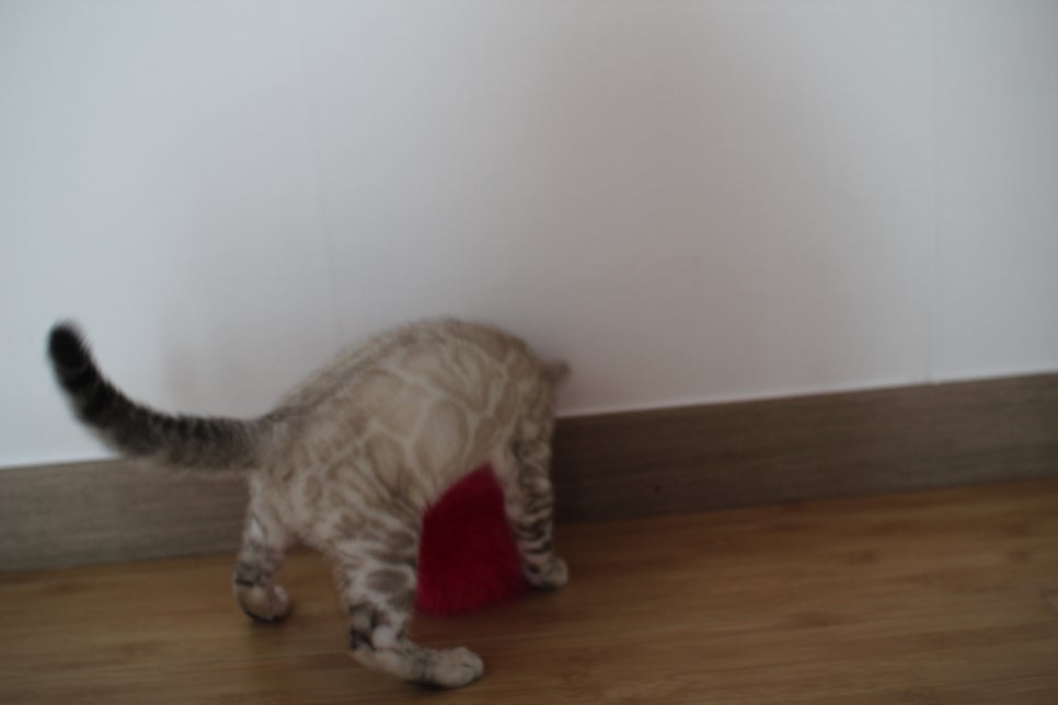 스노우뱅갈고양이 킹군이 숨바꼭질 놀이중 관련 이미지 11