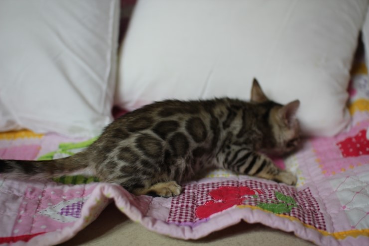 브라운 뱅갈고양이 키퍼여아예요~ 관련 이미지 3