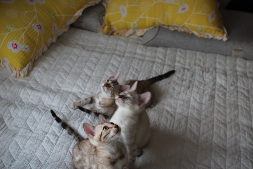 스노우뱅갈고양이 삼총사~ 관련 이미지 8