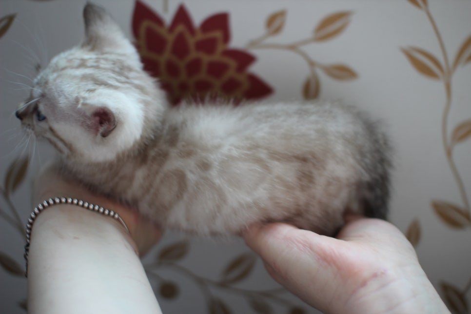 실밍크 뱅갈고양이 동글이예요. 관련 이미지 8