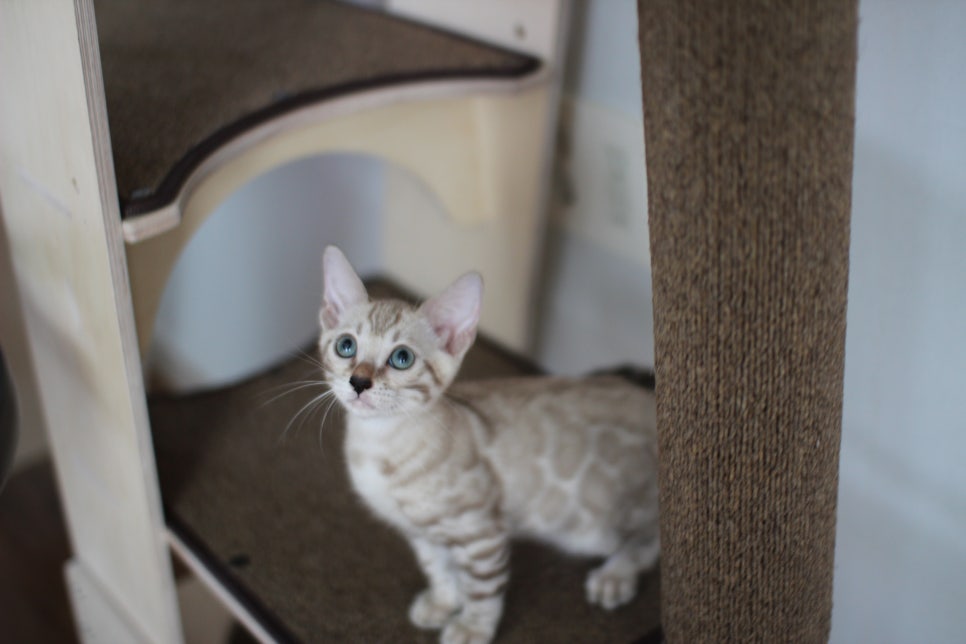 요정같이 생긴 실밍크뱅갈고양이 여아 분양해요~ 관련 이미지 14