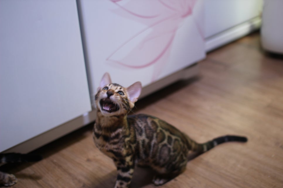 개냥이 뱅갈고양이들 분양합니다~ 관련 이미지 4