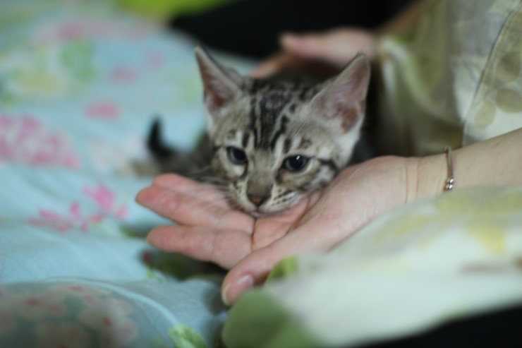 깡총깡총 실버 뱅갈고양이 남아 분양 관련 이미지 3