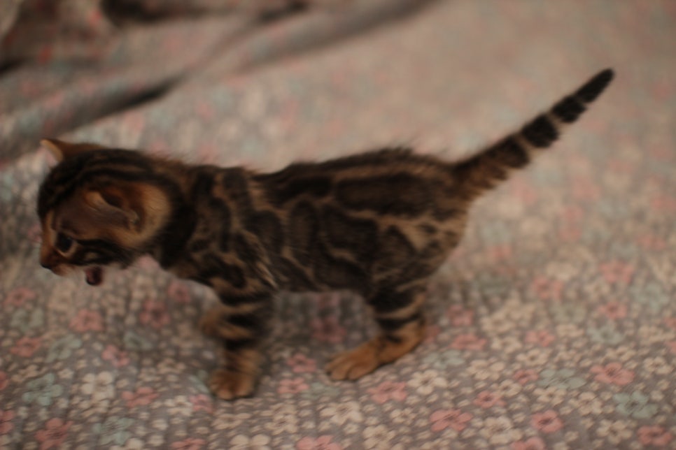 빅로젯 뱅갈남아 분양해요~ 관련 이미지 5