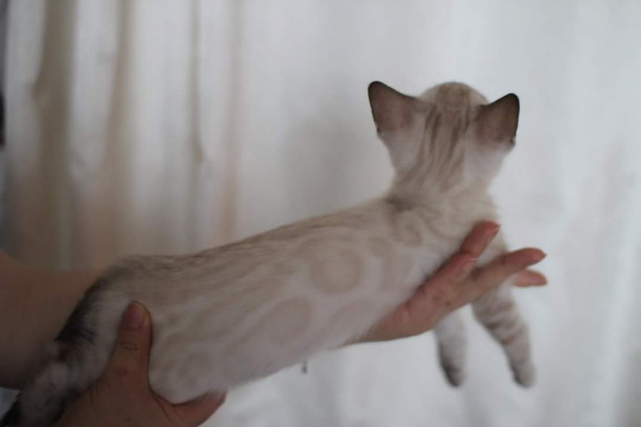 스노우뱅갈고양이 분양 소유캐터리로 오세요! 관련 이미지 8