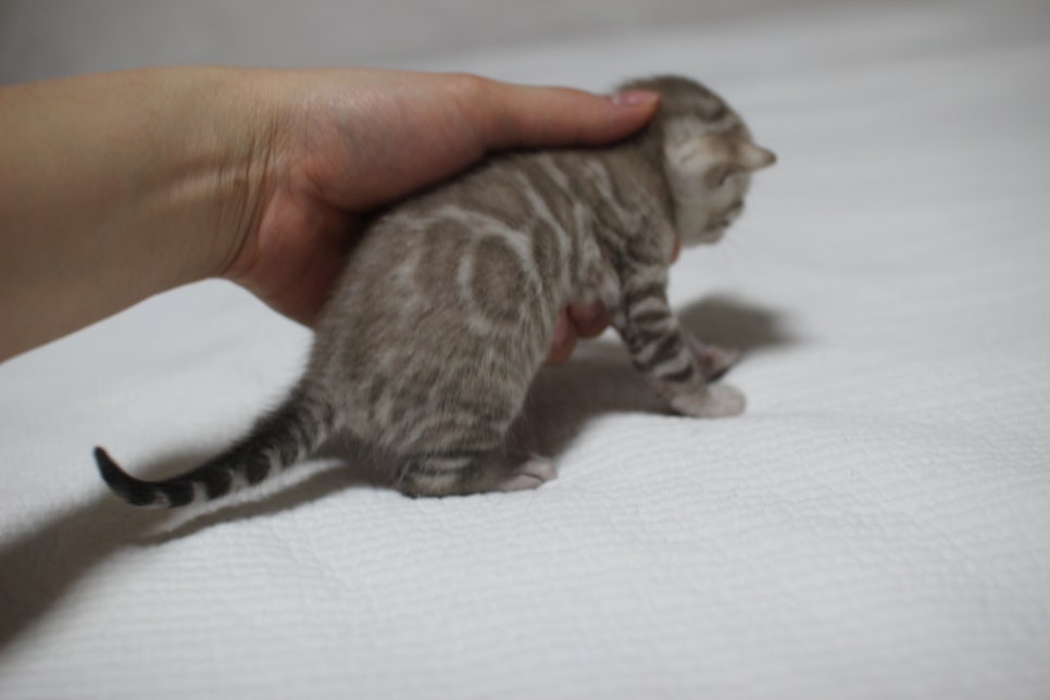 밍크뱅갈고양이 여아 분양 합니다~ 관련 이미지 5