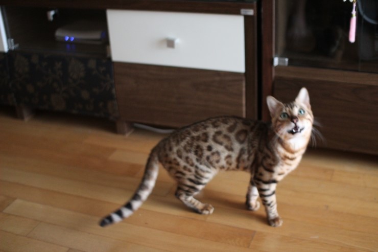 우리집 미남 레이~ 관련 이미지 2