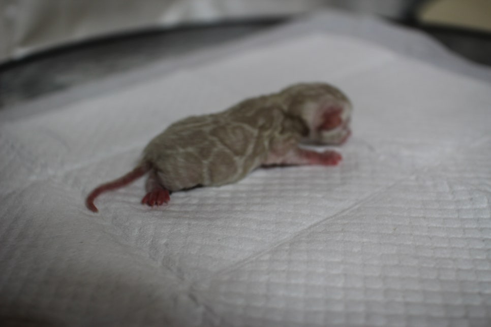 어메이징 스노우 뱅갈고양이 꼬물이 남아예요~ 관련 이미지 1