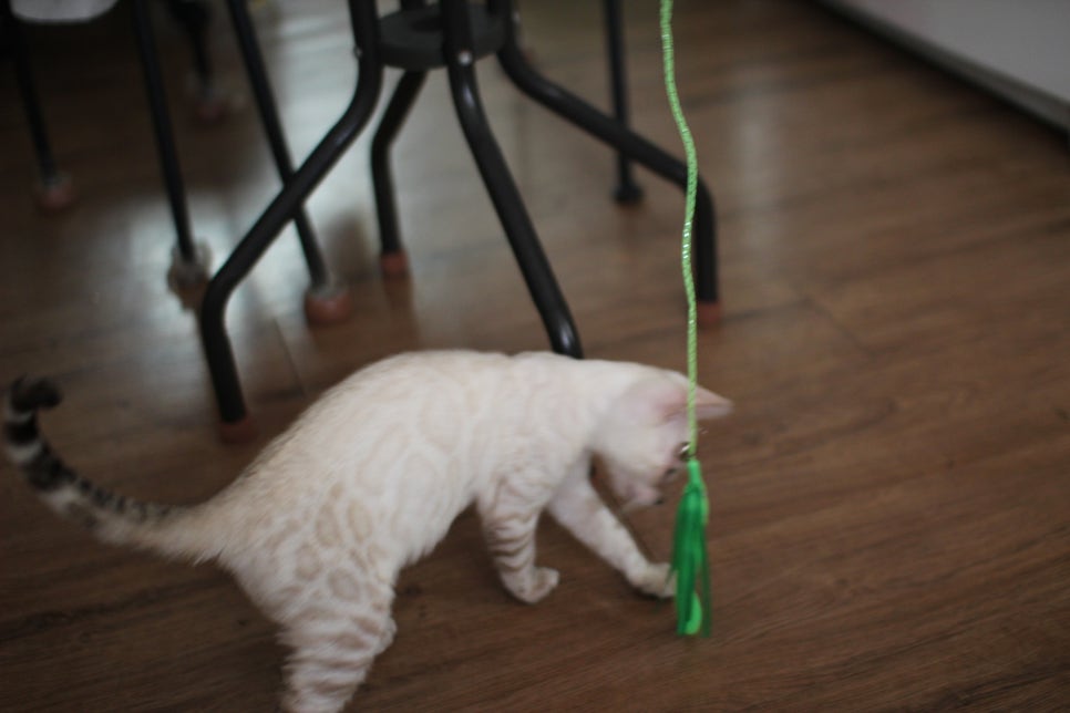 스노우뱅갈고양이 덩치 큰 남아에요~ 관련 이미지 7