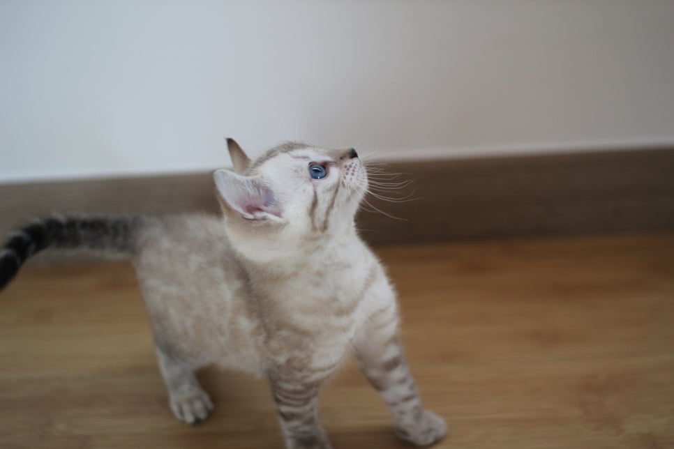 실밍크 뱅갈고양이 키퍼 남아 완전 말썽꾸러기 관련 이미지 2