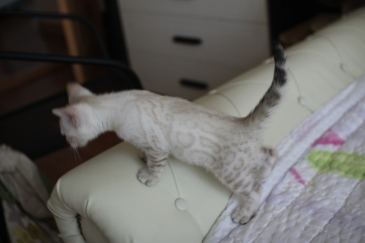 스노우 뱅갈고양이 밍돌이와 밍순이 ㅎㅎ 관련 이미지 4