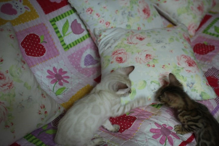 스노우뱅갈고양이 여아들 이쁘고 건강히 성장하고 있어요~ 관련 이미지 11